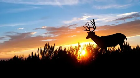 a deer in front of a setting sun