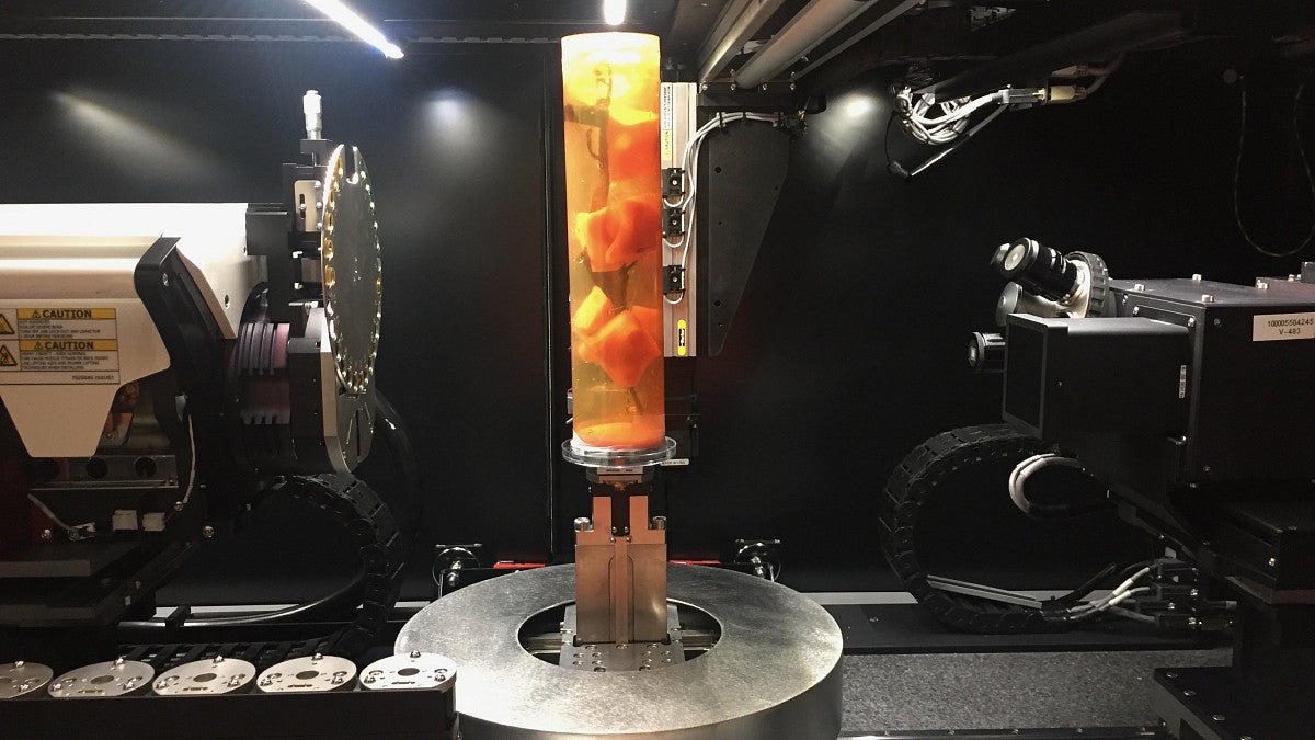 a seadragon positioned in a lab tube for scanning by a large machine